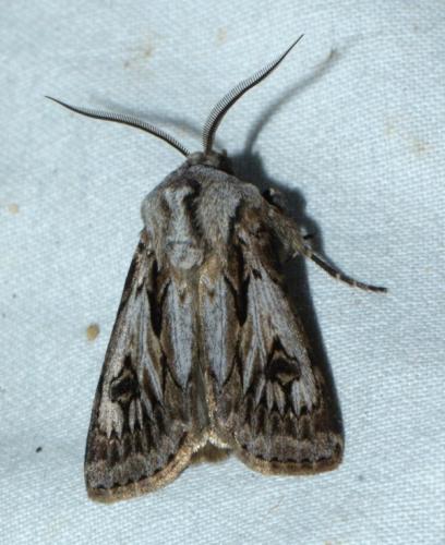 Réf. 202 893 : Agrotis chretieni